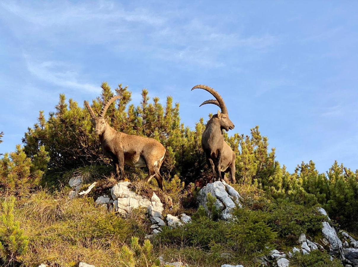 Alpenhof Kruen Otel Dış mekan fotoğraf